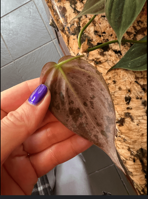 philodendron micans yellow drooping leaves and spots behind leaves